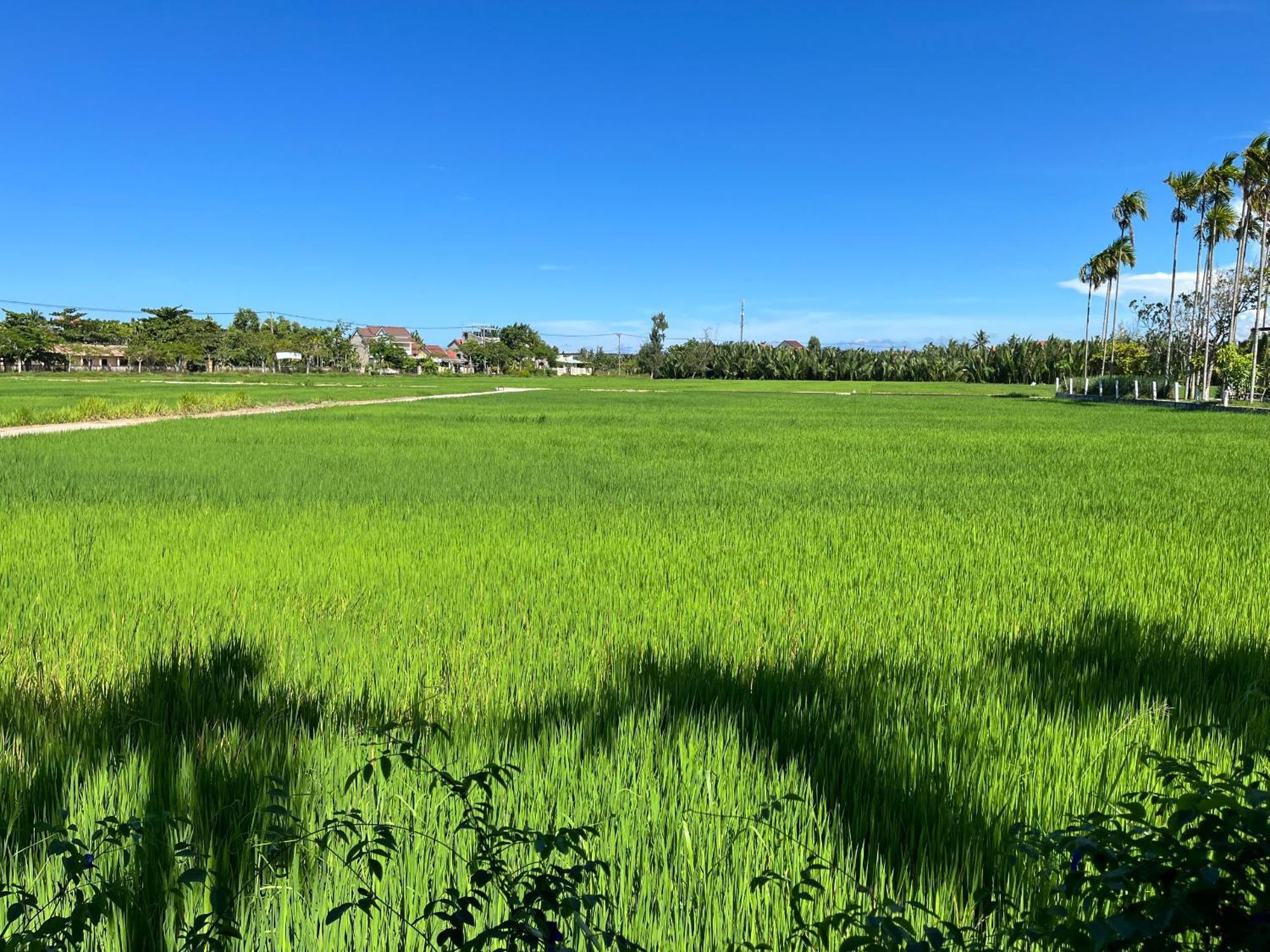 Chez Mimosa Hoi An - Rice Field - New Address Dx18, Thanh Nhut, Cam Thanh Extérieur photo